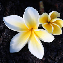 Hawaii Nei