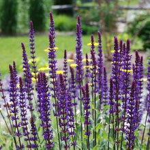 meadow/garden planting ideas