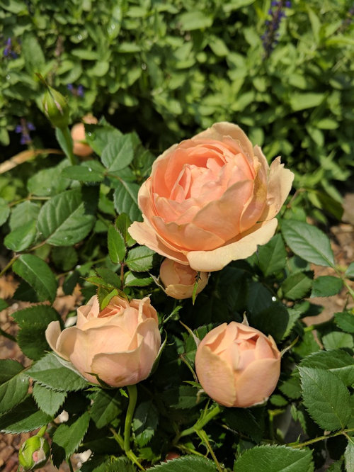 Cupped apricot Parade miniature rose