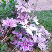 Veronica Salazar's photo