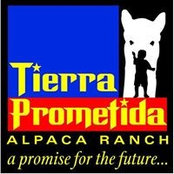 Tierra Prometida Alpacas's photo