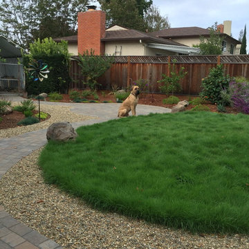 Castro Valley big dog back yard