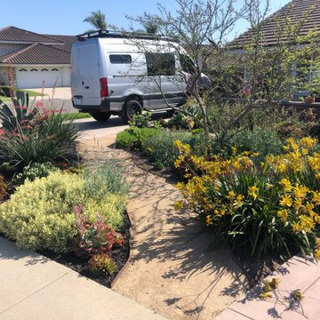 Drought tolerant blend, succulents & shrubs