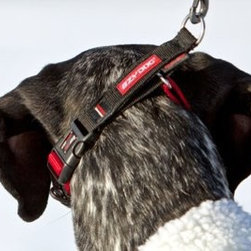 EzyDog Blue Checkmate Collar - Dog Toys