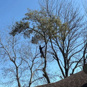 Tree Services in The Woodlands, TX
