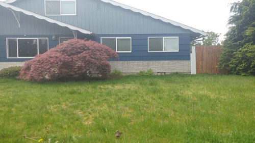 Landscaping Front Yard around existing trees