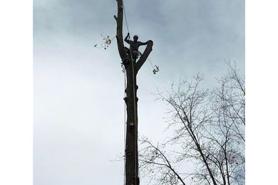 Tree Trimming in Danbury, CT