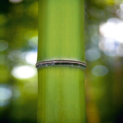 Platin Art's Deco Glass Wall Decor- Bamboo III - Wallpaper