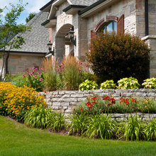 daylilies