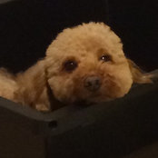 Photo de ネーブルオレンジ