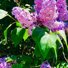 Kate's Garden