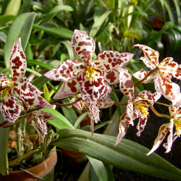 Odontocidium Margaret. Holm 'Alpine' (Oncidium intergeneric)