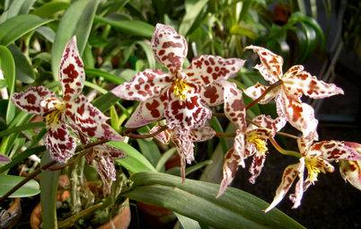Orchids 101: Frilly Oncidiums Dance Their Way to Center Stage