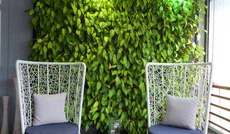 How to Live With a Money Plant