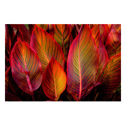 Douglas Page Photographic Arts - Glowing Leaves, Canvas Giclee - Photographs