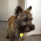 Lee Mravicich's photo