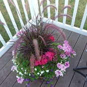 Anne Murison's photo