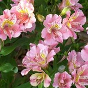 Foto von Anne Common