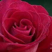 Lynne Andersson's photo