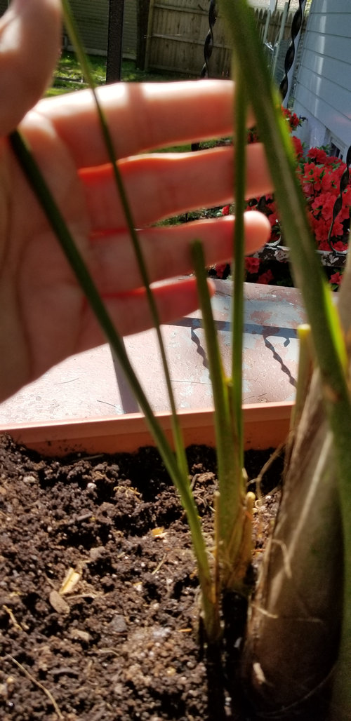 What's wrong with my Majesty palm tree?