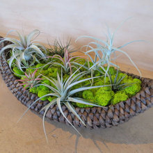 15 Allston - Indoor plants