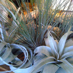 Succulents And Tillandsias Succulents And Tillandsias