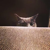 André Pelletier's photo
