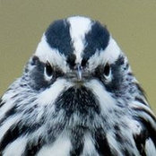 Chris Moynihan's photo