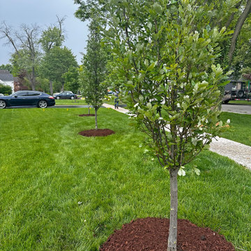 Regal Prince® Oak