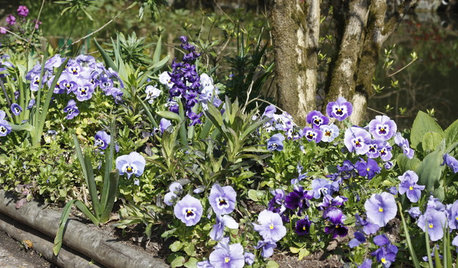 Fleurs du mois : Violas et pensées pour des couleurs en hiver