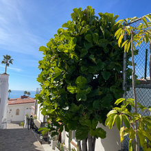 Plantas de Las Gaviotas