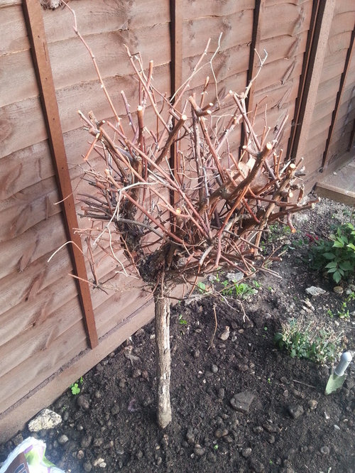 Is This Rose Tree Dead Help Is This Rose Tree Dead Help