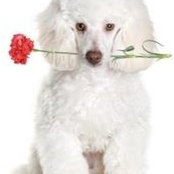 Corina Lancheros's photo