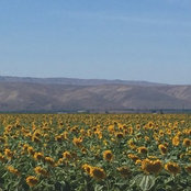 sunflower1yellowさんの写真