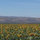 sunflower1yellow