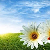 Mary Ann Krieger's photo