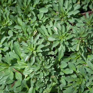 Evergreen Seaside Daisy