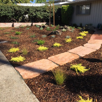 lawn transformation