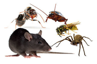 Marks Pest Control in Darlington