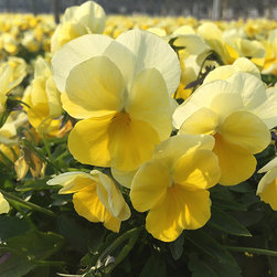 Current Featured Plants - Products