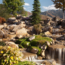 Backyard Landscape