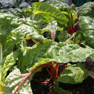 Carlsbad Juicing Garden