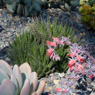 Light picks up the color against the Mexican Beach Stones.