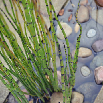 Wildlife garden