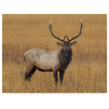 Galloimages Online 'Bull Elk' Canvas Art, 24"x18"