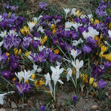 Unforgettable Bulb Display