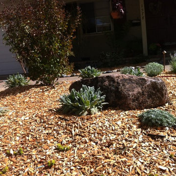 Front Lawn Rebate Project