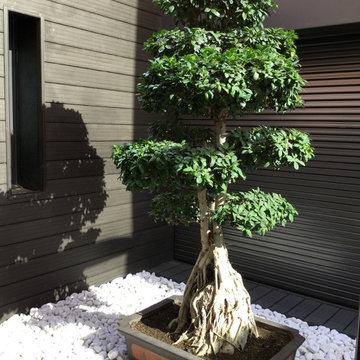 Patio interior