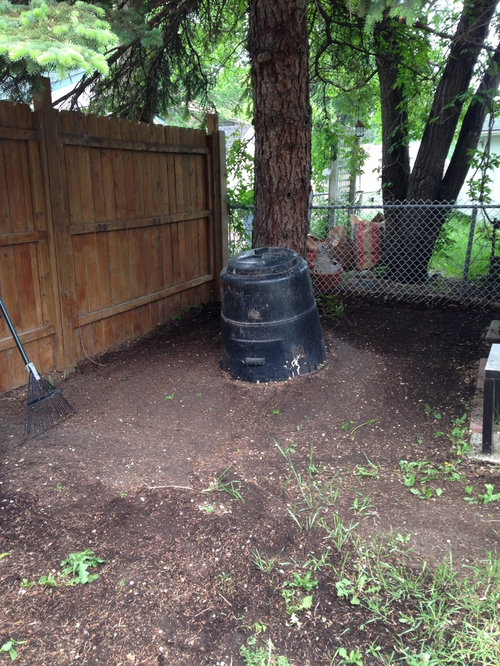 Pine needles fill backyard