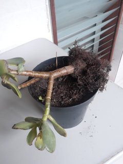monstera white monster Monstera Deliciosa 'White Monster' (wk22-UZ) *Half Moons*  Rare Plant Fairy
